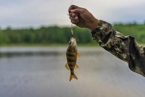 Fishing in Azerbaijan — a tour for relaxation and enjoying nature