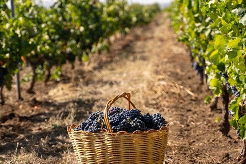 Shamakhi Wine Journey & Lahij – Discover the Flavours and Heritage of Azerbaijan