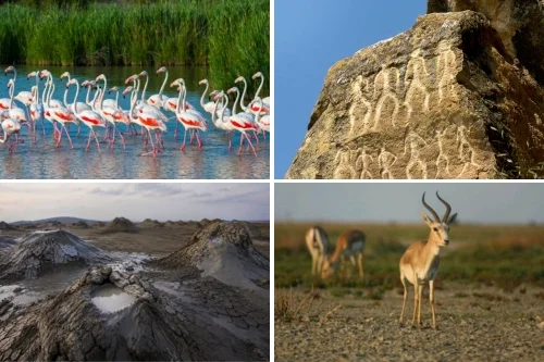 Shirvan National Park Safari: Gazelles and Rock Carvings from Gobustan