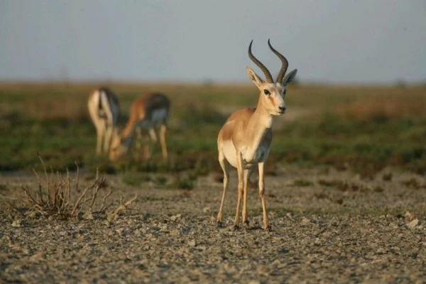 Shirvan National Park Safari: Gazelles and Rock Carvings from Gobustan